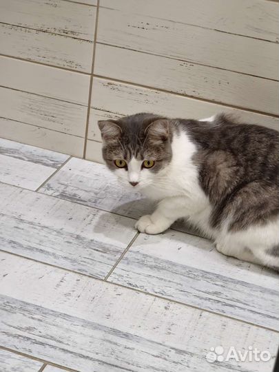 Кошка в добрые руки бесплатно