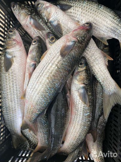 Продаю рыбу бычок