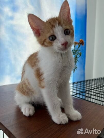 Рыжий котенок в добрые руки