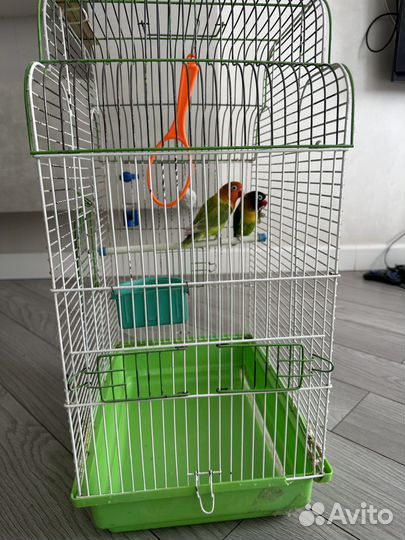 Продам попугаев неразлучников