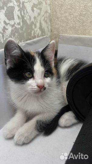 Котята бесплатно