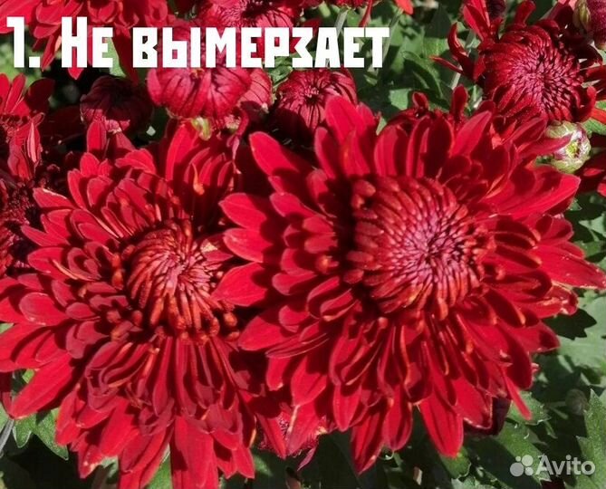 Вегетативные черенки 2024