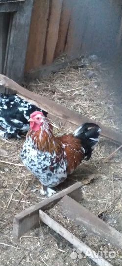 Петушки карликовые бентамки