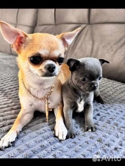 Случка чихуахуа