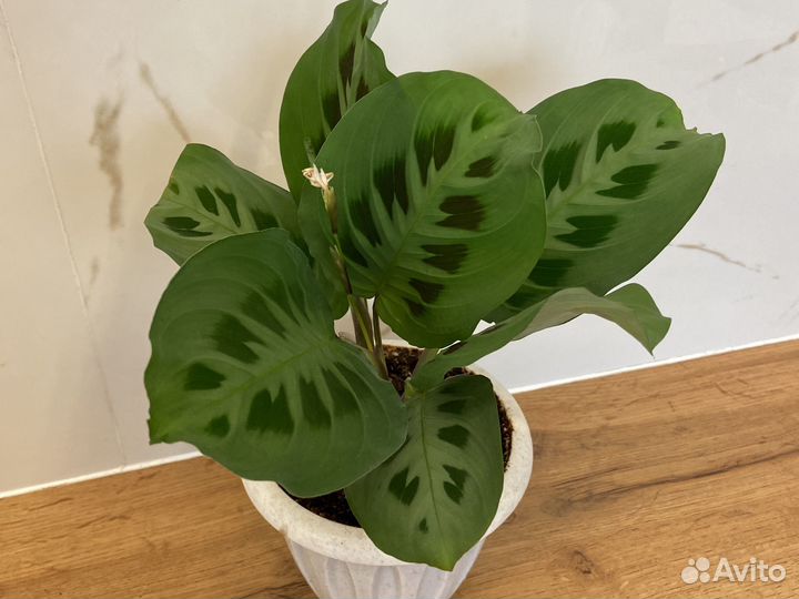 Маранта керховена