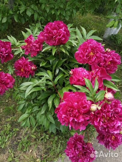 Садовые цветы