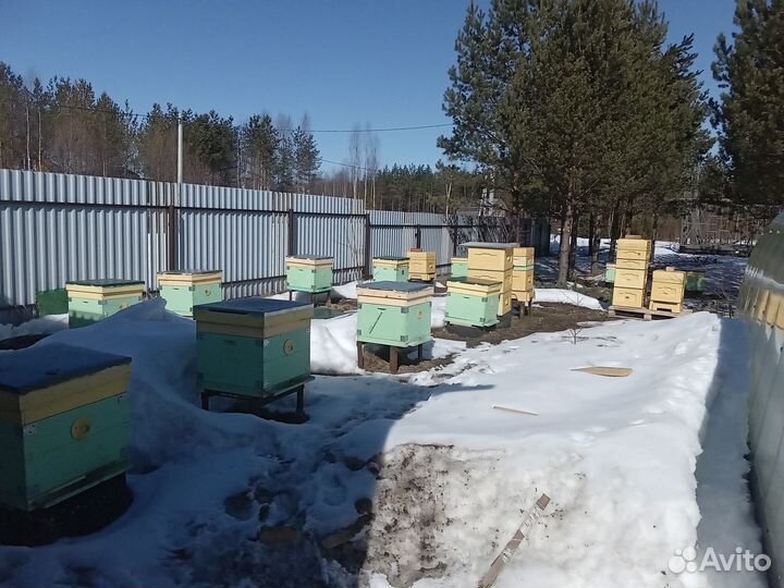 Пчелопакеты и пчелосемьи карника