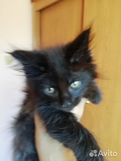 Кошка