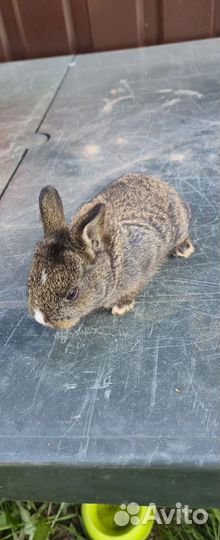 Декоративные зайки