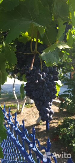 Виноград на вино