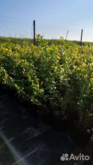 Саженцы голубики in vitro в ассортименте