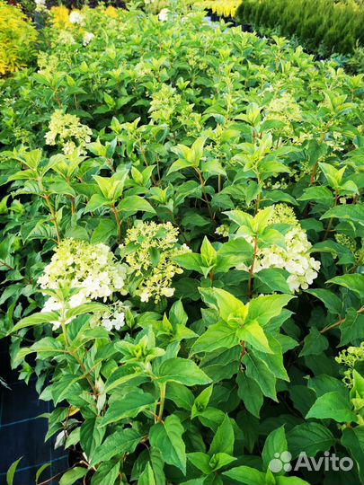 Гортензия метпльчатая Полар Бир