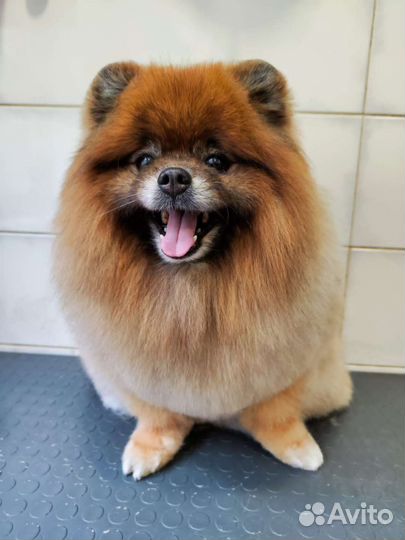 Стрижка собак и кошек. Груминг салон Лапки