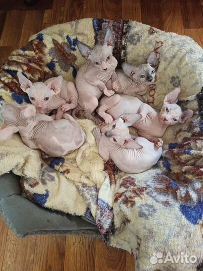 Канадский сфинкс котенок