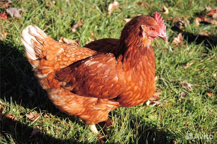 Куры несушки