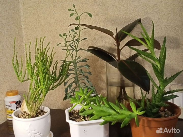 Фикус и суккуленты