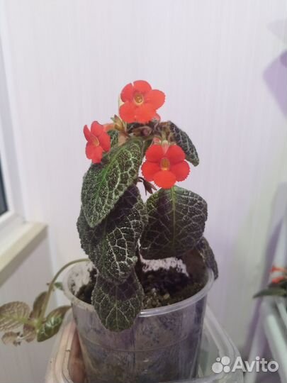 Комнатные цветы