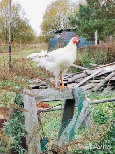 Петухи молодые