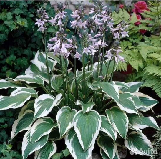 Многолетние цветы, бадан, хоста, вербейник