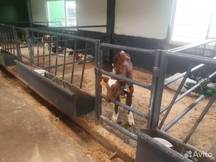 Телята бычки