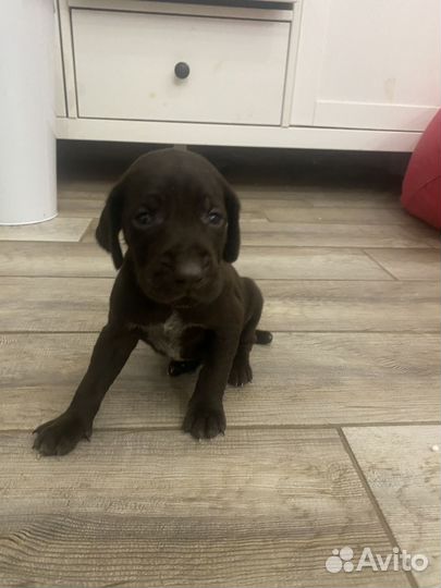 Щенки курцхаара