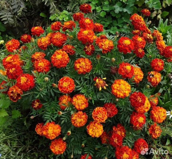 Кустовые бархатцы