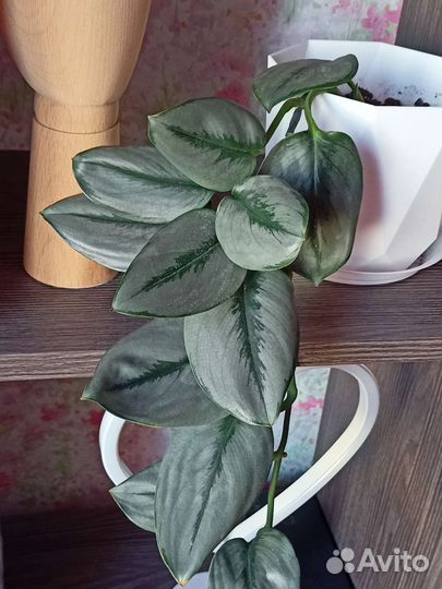 Сциндапсус мунлайт