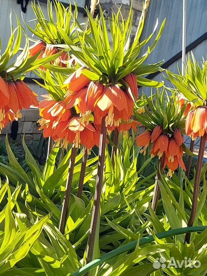 Рябчик императорский