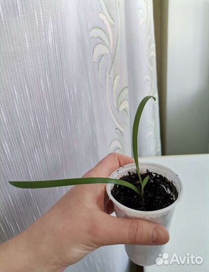 Гиппеаструм