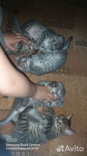 Шотландские