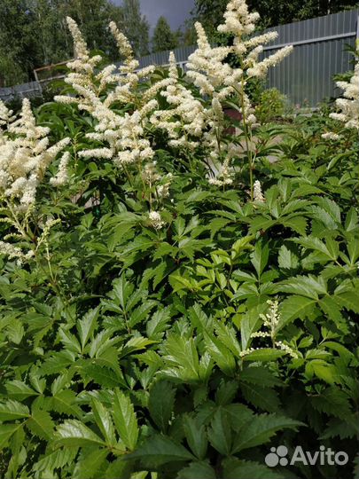 Астильбы низкорослые