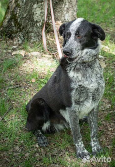 Кареглазый красавец грустит в приюте