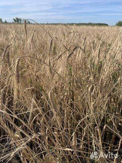 Корма для сельскохозяйственных животных