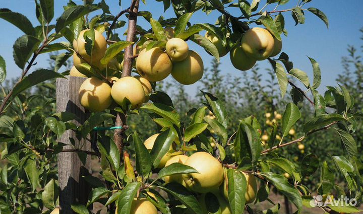 Саженцы яблоня карликовое Чудное
