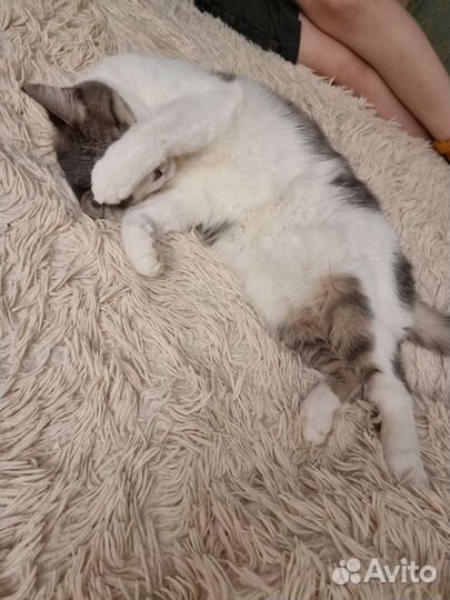 Кошка в добрые руки бесплатно