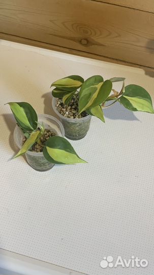 Эпипремнум,филодендрон,алоказия,драцена,сциндапсус