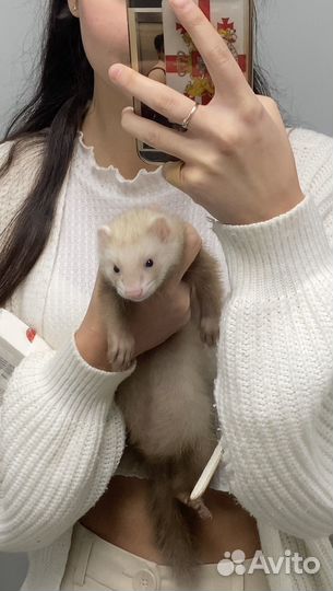 Домашний хорек