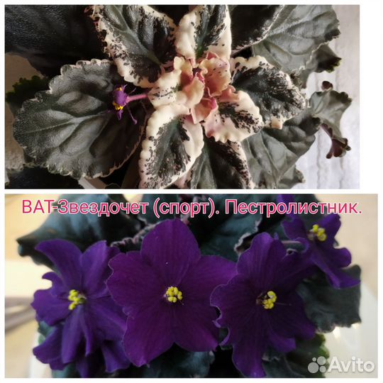 Фиалка в горшках