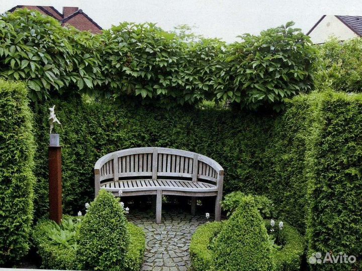 Плющ вечнозелёный, декоративный