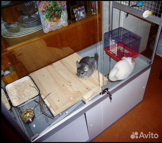 Клетка-витрина для шиншилл
