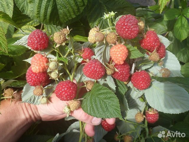 Малина имара