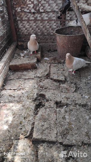 Голуби такла (турки)