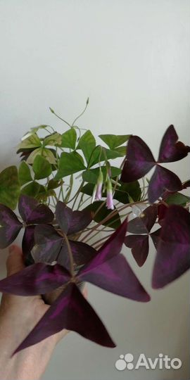 Кислица оксалис, помидоры комнатные, ривина низкая