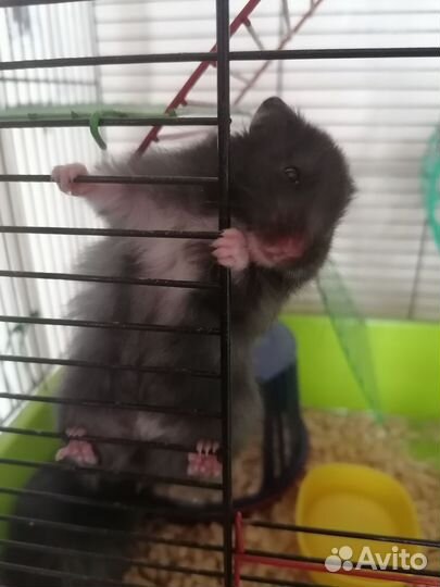 Хомяки сирийские