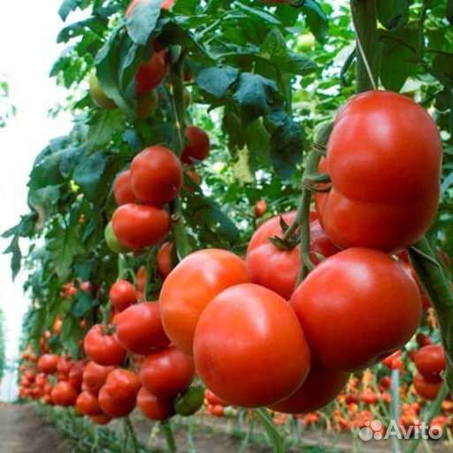 Семена профессиональные