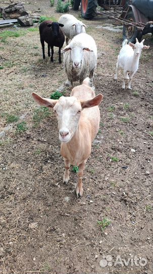 Коза с козочкой