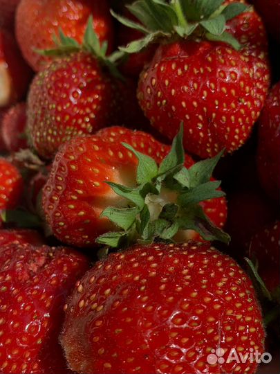 Клубника свежая ягода