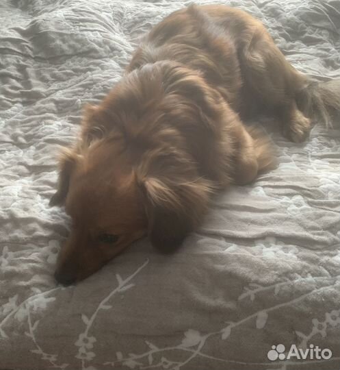 Жених,вязка