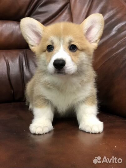 Парень Вельш Корги Пемброк