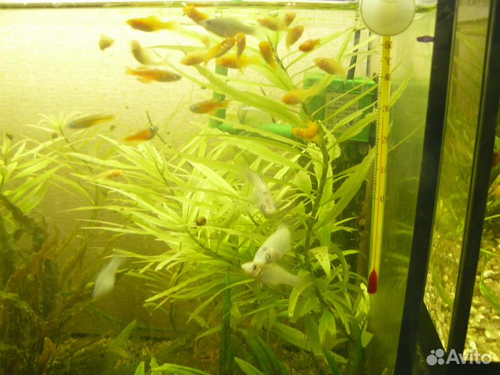 Аквариумные рыбк